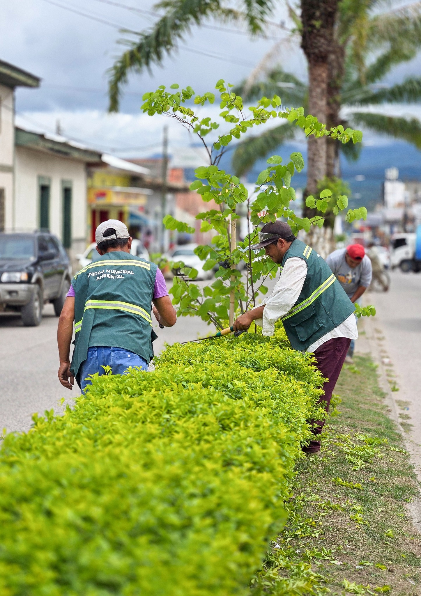 Mejorando el ornato del Bulevar Morazán