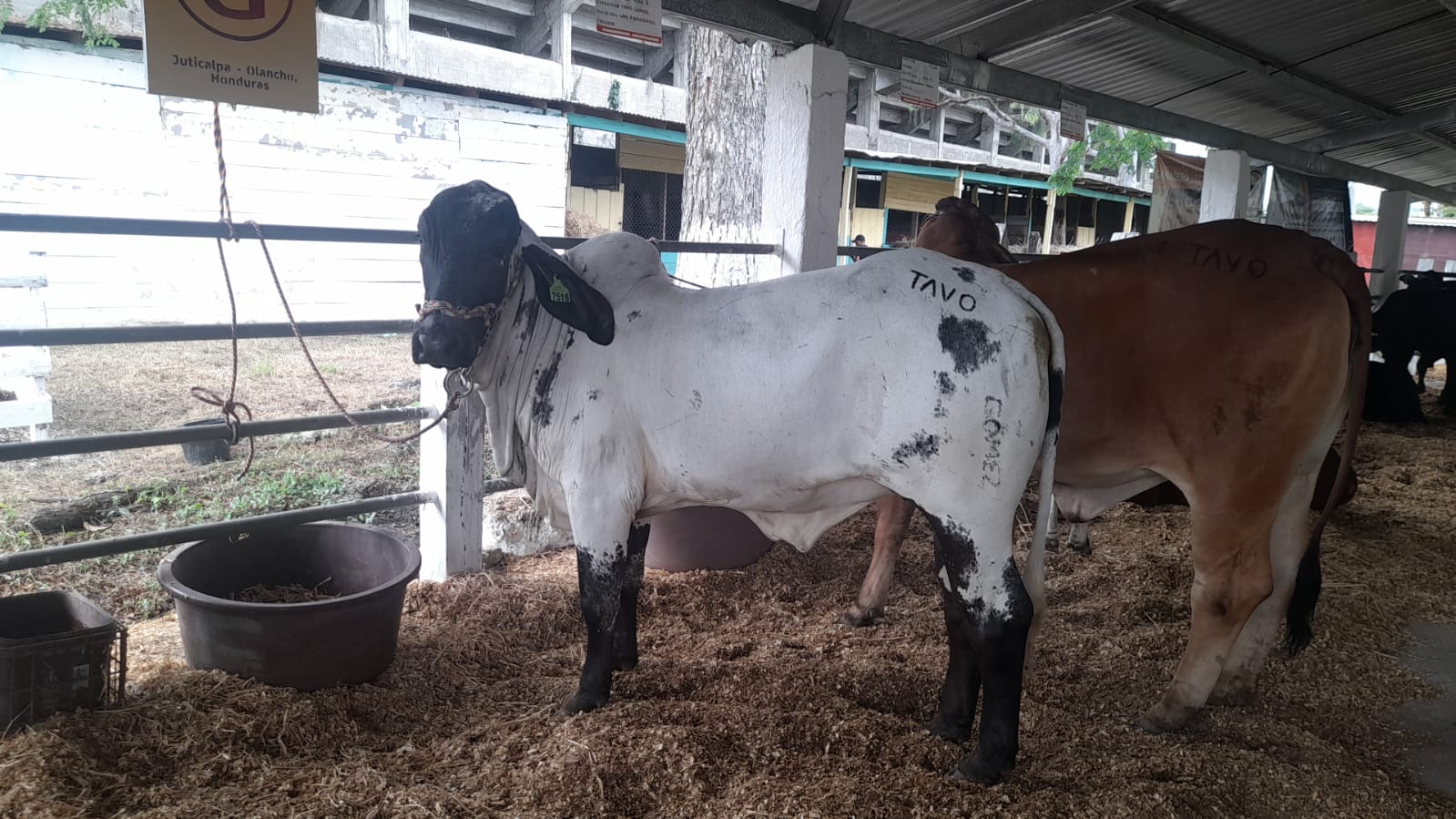 La SAG, a través de ComRural III:Aprueban más de L 28 millones para impulsar a productores rurales